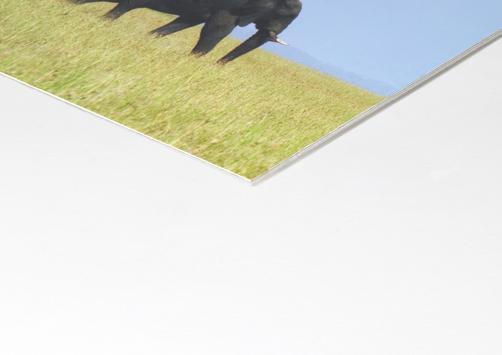 Professional Aluminium Print Mounting