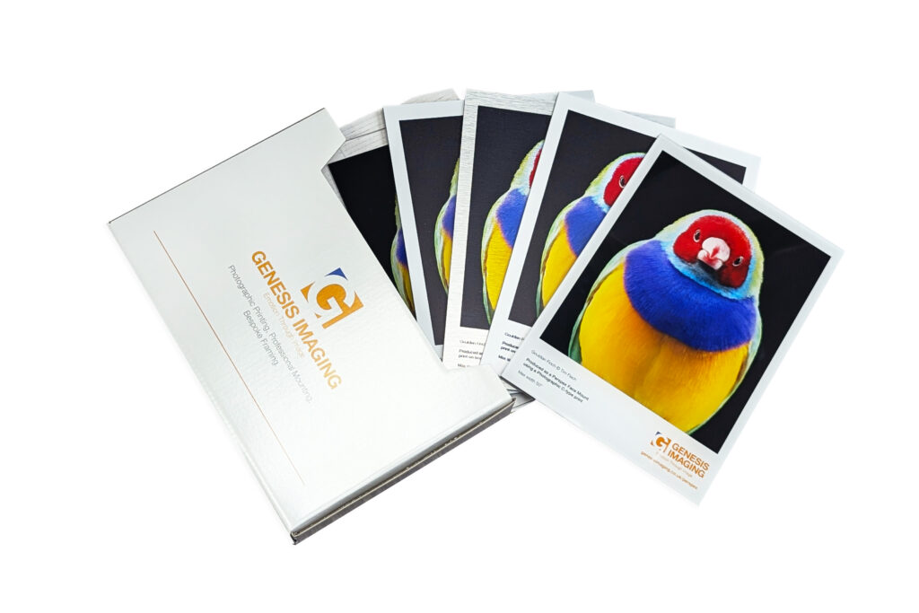 Substrate Sample pack at Genesis Imaging showing Goudian Finch by Tim Flach on a variety of substrates, including Dibond, Brushed Dibond, Perspex, and others.