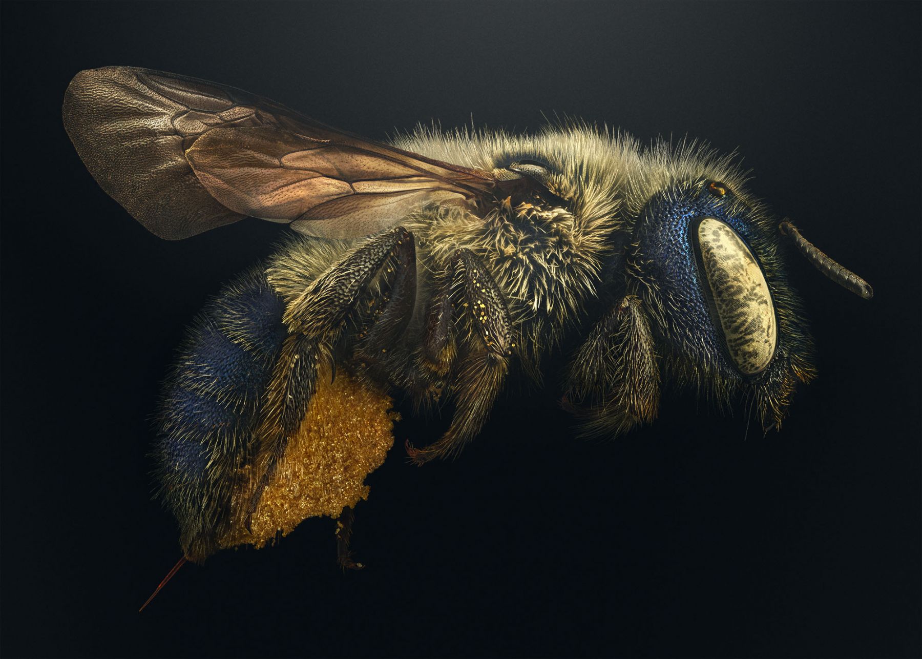 Levon Biss: 'Blue Calamintha Bee' From The Series Extinct And ...